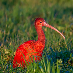 Rode Ibis