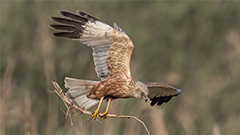 Bruine kiekendief
