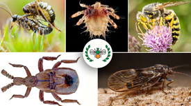 Insect van het Jaar