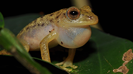 Congolius robustus