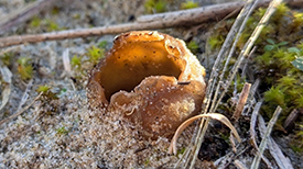 Zandtulpje