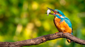 Ijsvogel