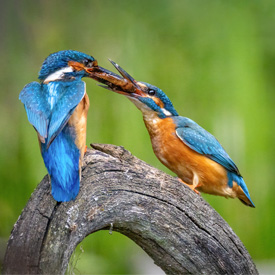 Ijsvogels