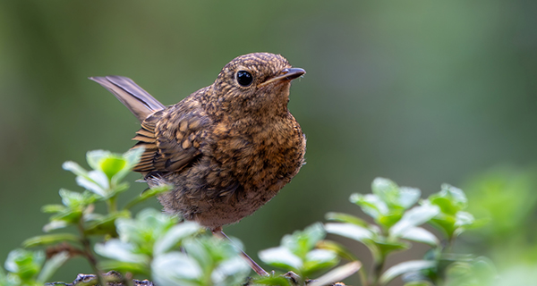 Jonge roodborst