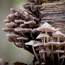 Grote bloedsteelmycena