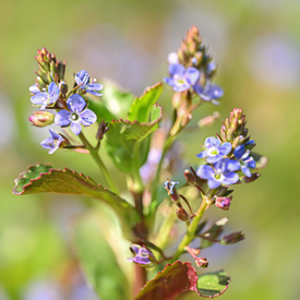 Bloemen