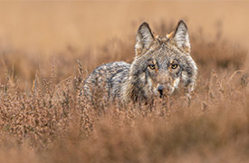Wolf