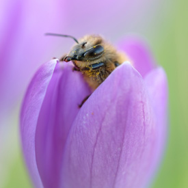 Krokus met bij