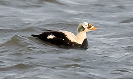 Briieider