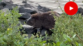Bever