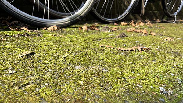 groene aanslag tuintegels