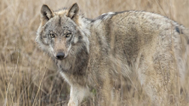 Wolf