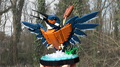 IJsvogel quiz