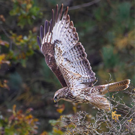 Buizerd
