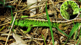 Zandhagedis