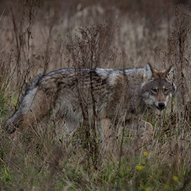 Wolf