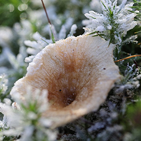 Winterpaddenstoel