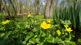 Biesbosch