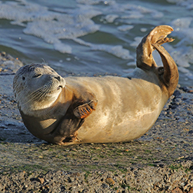 Gewone zeehond