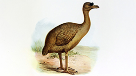 Reuzenduif