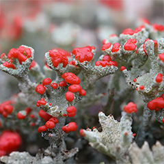 Rood bekermos