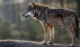 Wolf