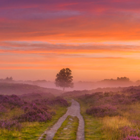 Gasterse duinen