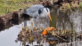 Reiger