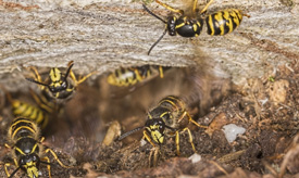 Agrarisch natuurbeheer