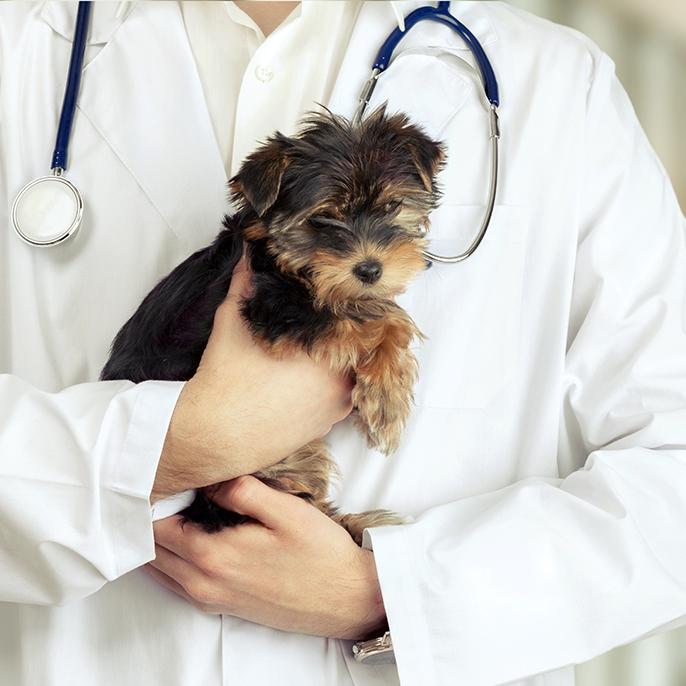 hond dierenarts