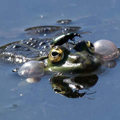 Groene kikker