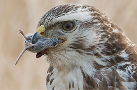 Roofvogel met prooi