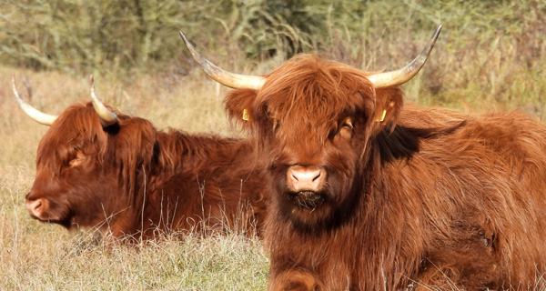 Schotse Hooglanders