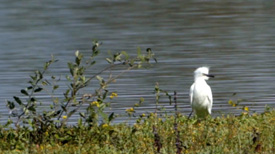 koereiger