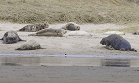 Grijze zeehonden