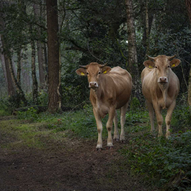Runderen in het bos