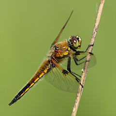 libelle