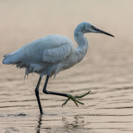 zilverreiger