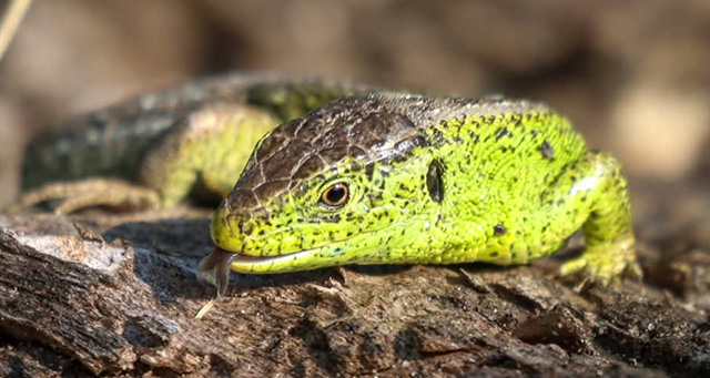 Zandhagedis