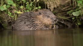 bever