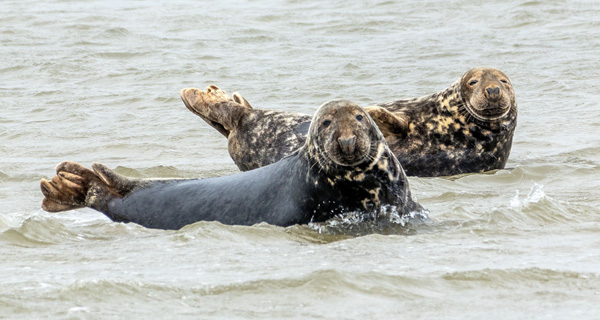 Zeehonden