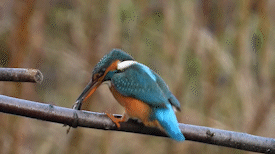 IJsvogel vangt salamander