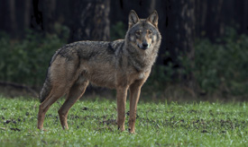 wolf