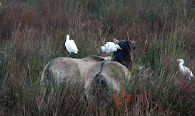 Koereigers