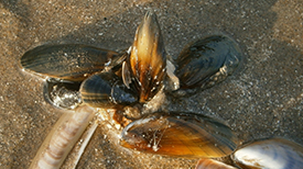 Mosselen