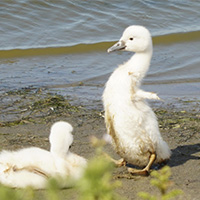 Knobbelzwaan