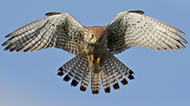 Biddende torenvalk