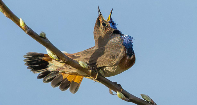Blauwborst