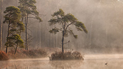 Mist