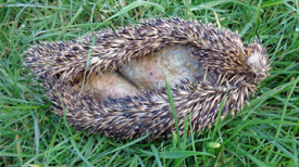 Egel